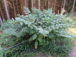 Image of Deadly Nightshade