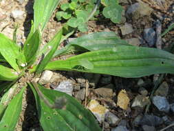 Image of Green shield bug