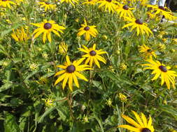 Image of orange coneflower