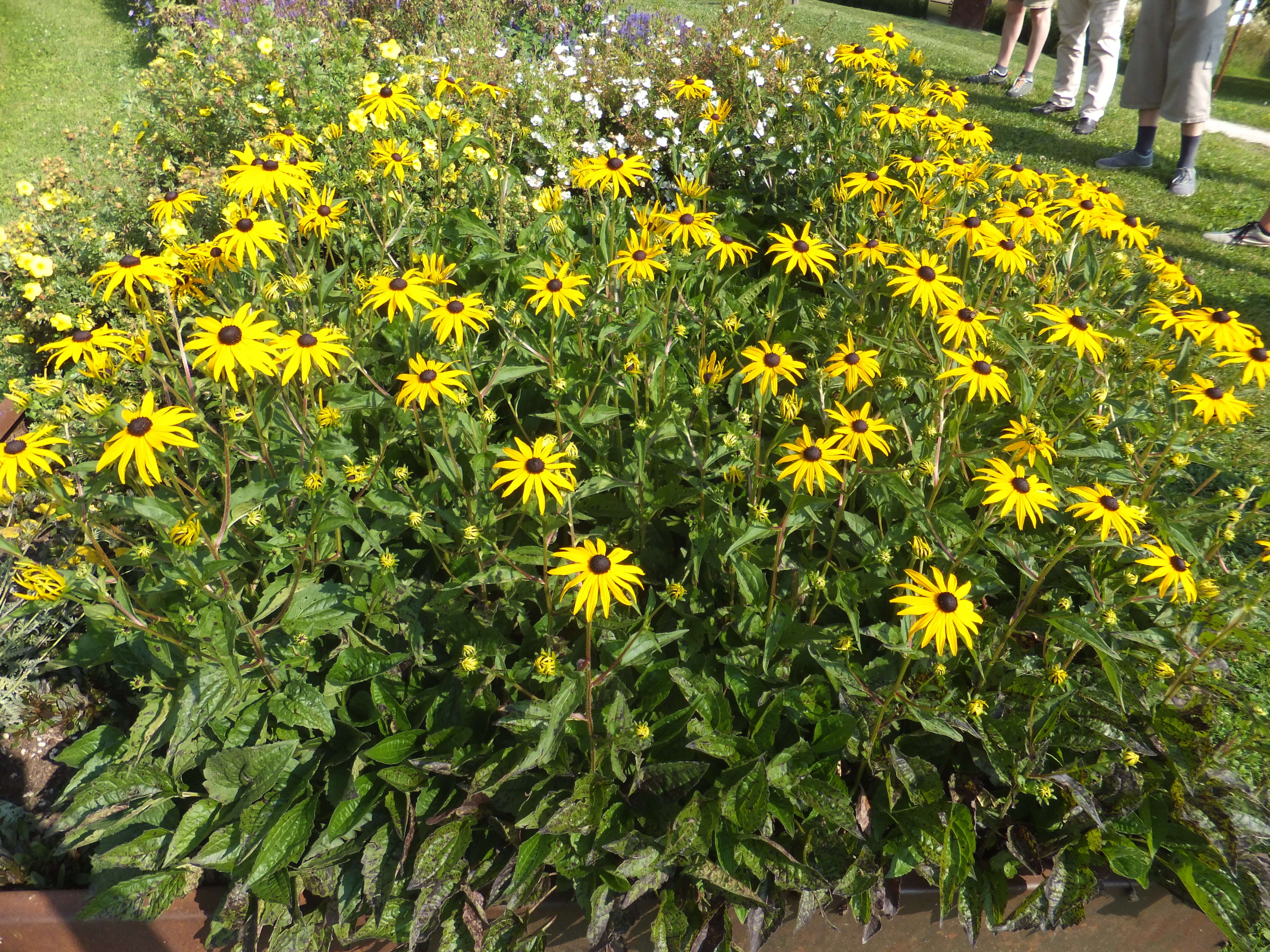 Image of orange coneflower