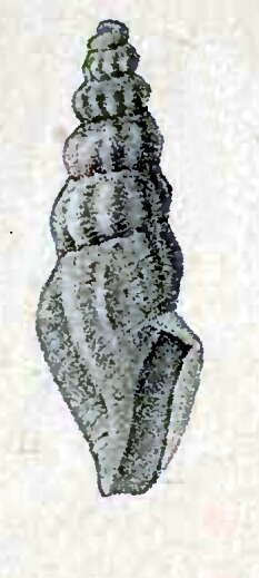 Image of Kurtziella cerina (Kurtz & Stimpson 1851)