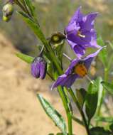 Image of Parish's nightshade