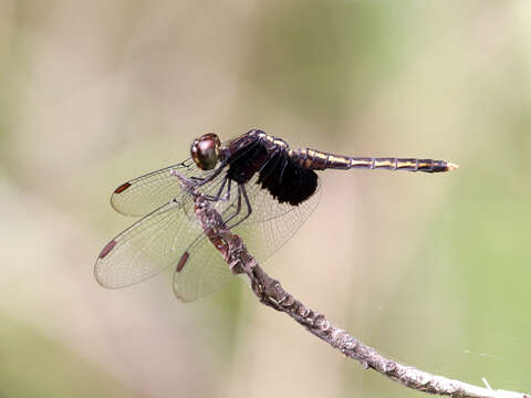 Image of Neurothemis oligoneura Brauer 1867