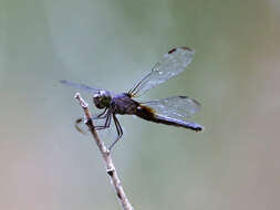 Image of Neurothemis oligoneura Brauer 1867