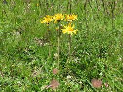 Image of mountain arnica