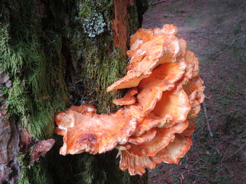 Image of Bracket Fungus