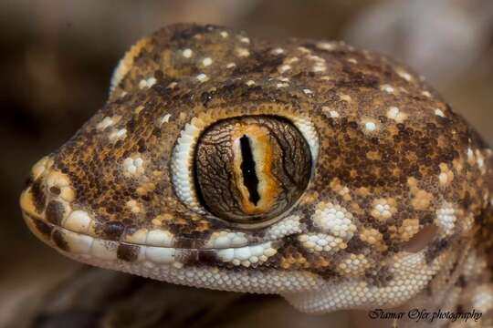 Stenodactylus sthenodactylus (Lichtenstein 1823) resmi