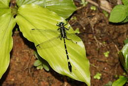 Image of Merogomphus tamaracherriensis Fraser 1931