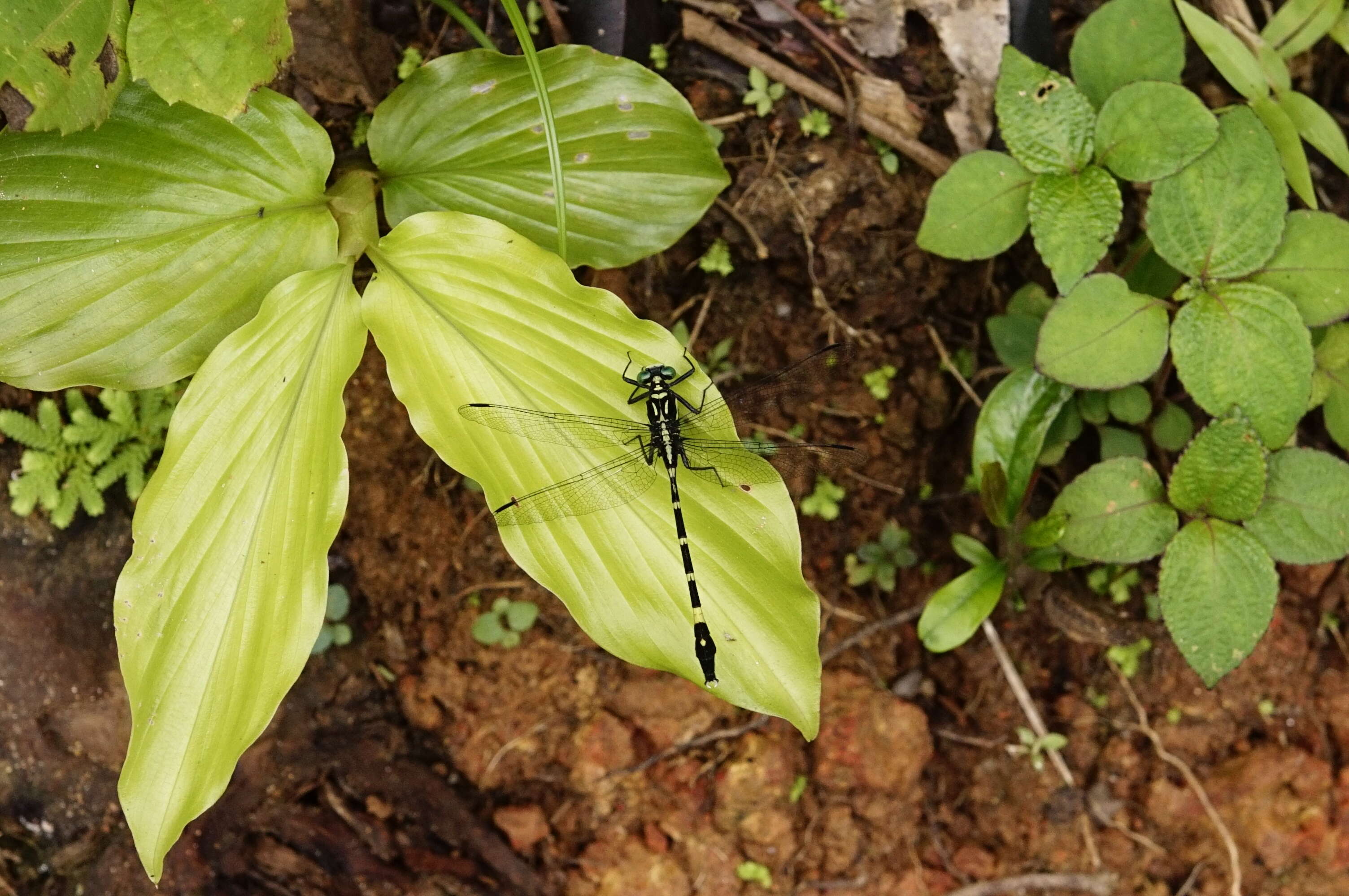 Image of Merogomphus tamaracherriensis Fraser 1931