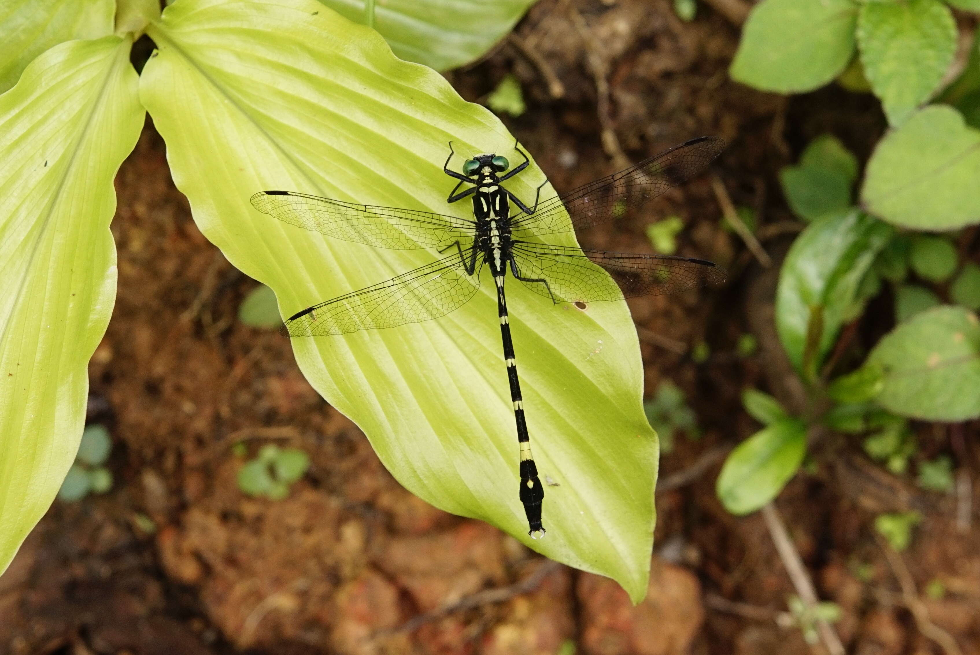 صورة Merogomphus tamaracherriensis Fraser 1931