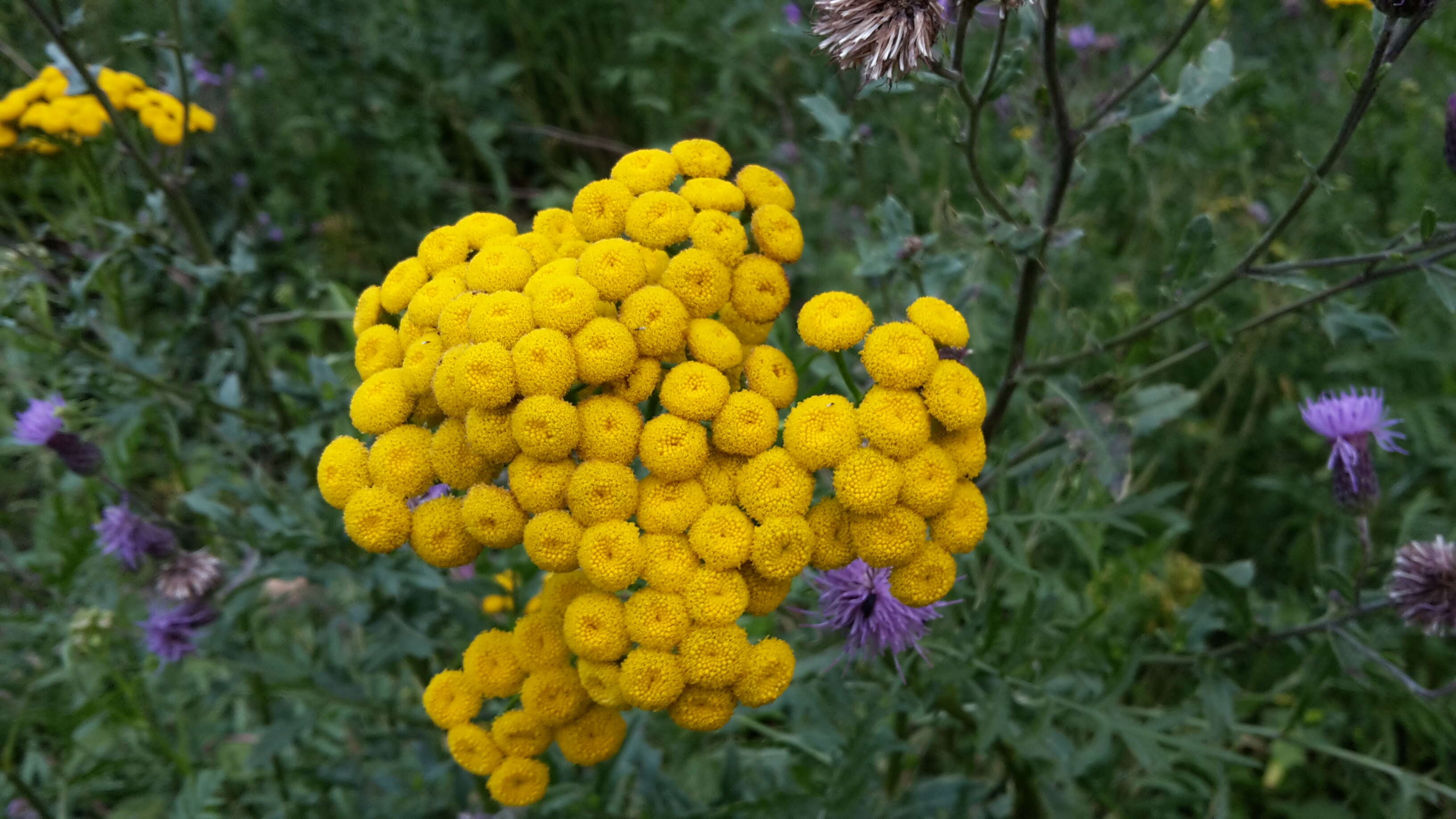 Image of common tansy