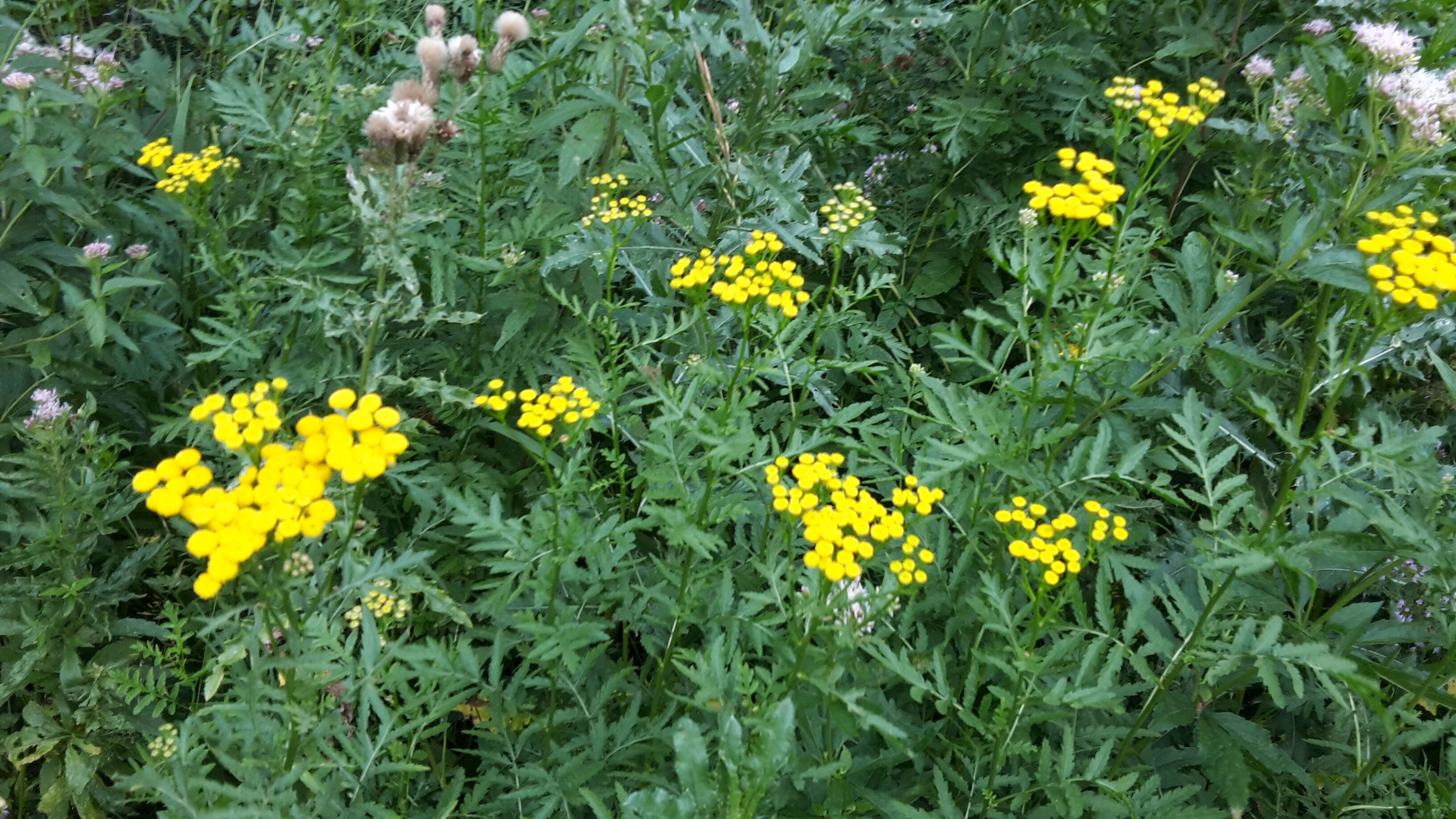 Image of common tansy