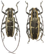 Image of Epepeotes ambigenus (Chevrolat 1841)