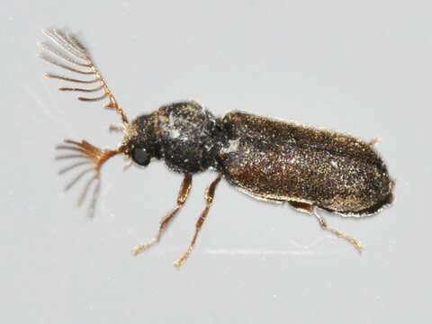 Ptilinus pectinicornis (Linnaeus 1758) resmi