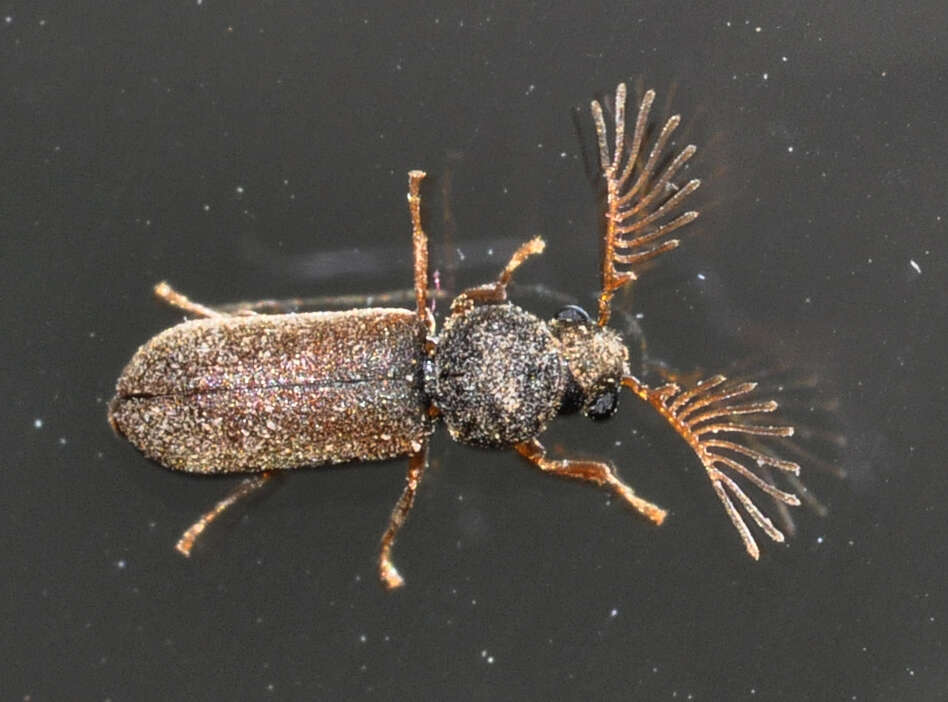 Image of Fan-bearing wood-borer