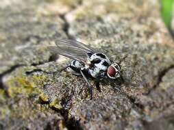 Image of Anthomyia procellaris Rondani 1866