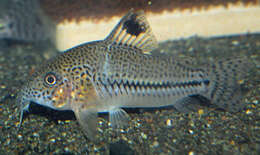 Image of Leopard catfish