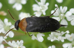 Image of Mordellochroa abdominalis