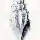 Image of Leiocithara apollinea (Melvill 1904)