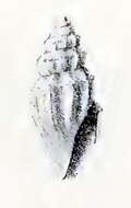 Image of Leiocithara apollinea (Melvill 1904)