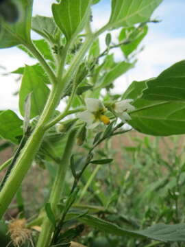 Image of Hairy Nightshade