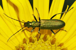 Image of Chrysanthia viridissima