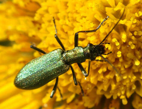 Image of Chrysanthia viridissima