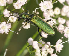 Image of Chrysanthia viridissima