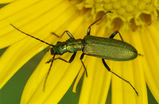 Image of Chrysanthia viridissima