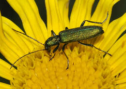 Image of Chrysanthia viridissima