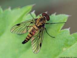 Image of Chrysopilus asiliformis