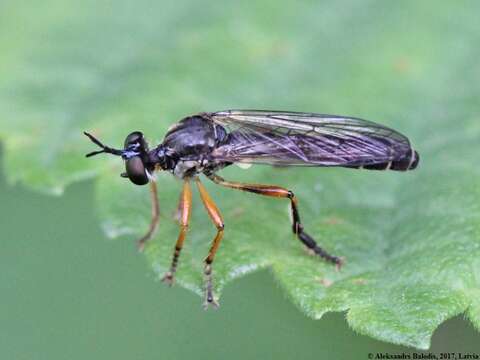 Image of Dioctria rufipes (Scopoli 1763)