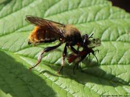 Imagem de Laphria flava (Linnaeus 1761)