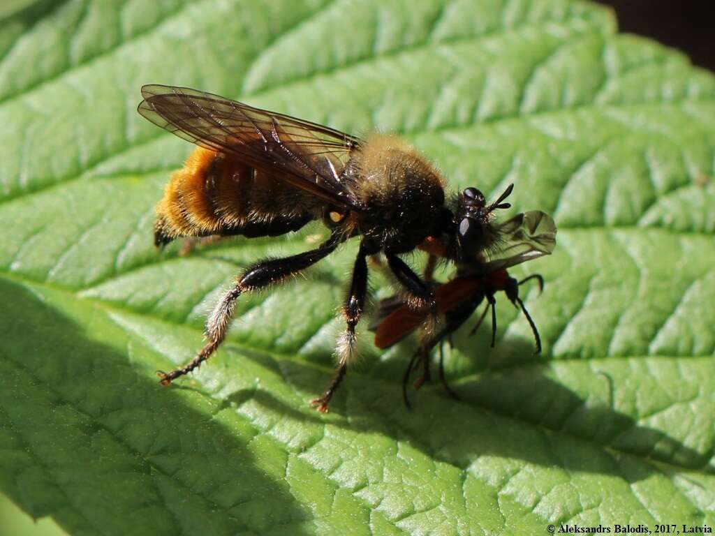 Image of Laphria flava (Linnaeus 1761)