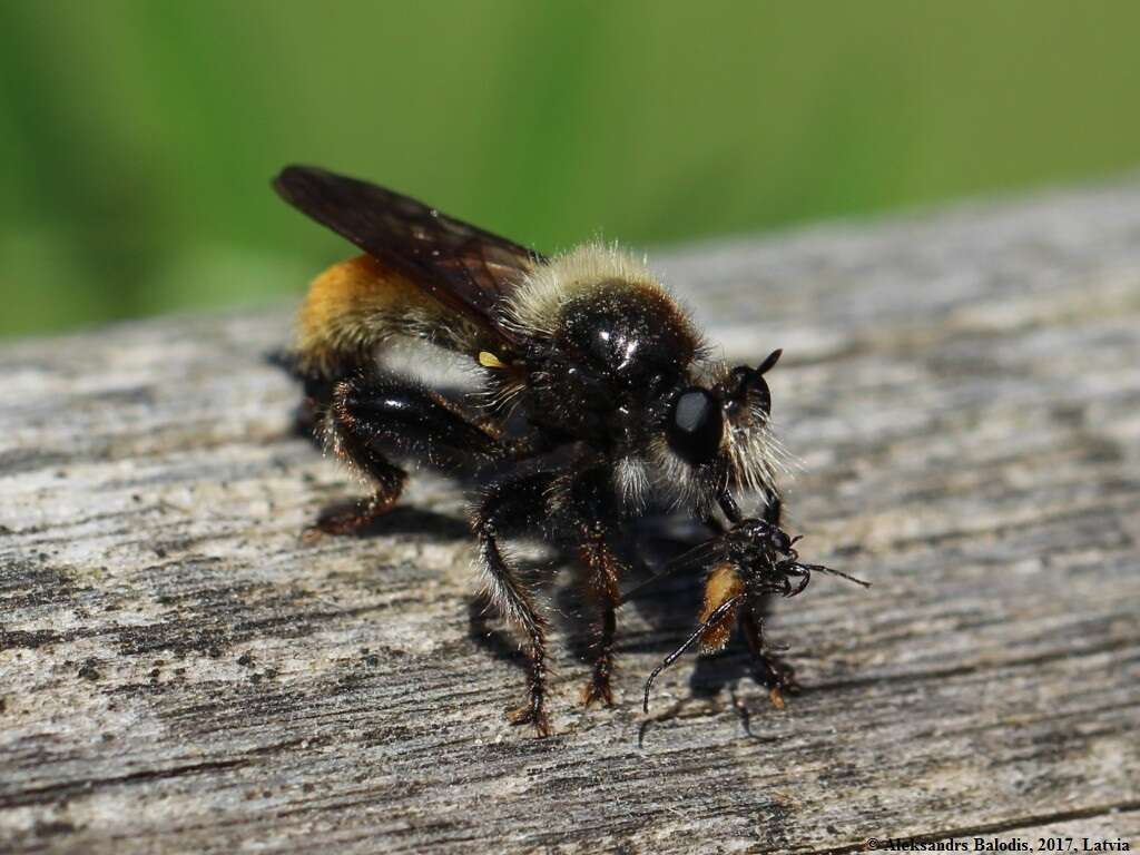 صورة Laphria flava (Linnaeus 1761)