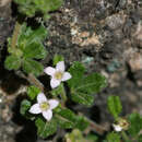 Image of Zieria obcordata A. Cunn.