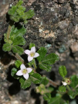 Image of Zieria obcordata A. Cunn.