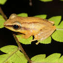 Image of Sri Lanka Petite Shrub-frog