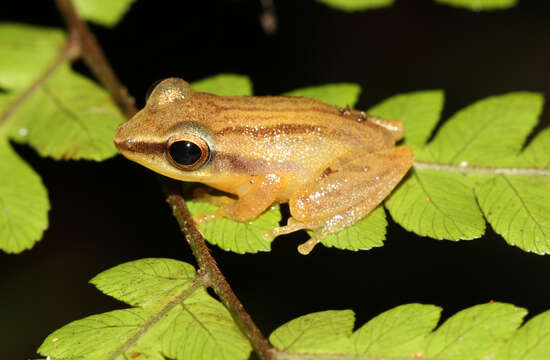 Image de Pseudophilautus tanu (Meegaskumbura, Manamendra-Arachchi & Pethiyagoda 2009)