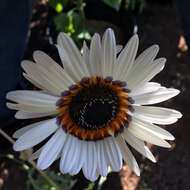 Image of Double Namaqua marigold