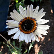 Image of Double Namaqua marigold