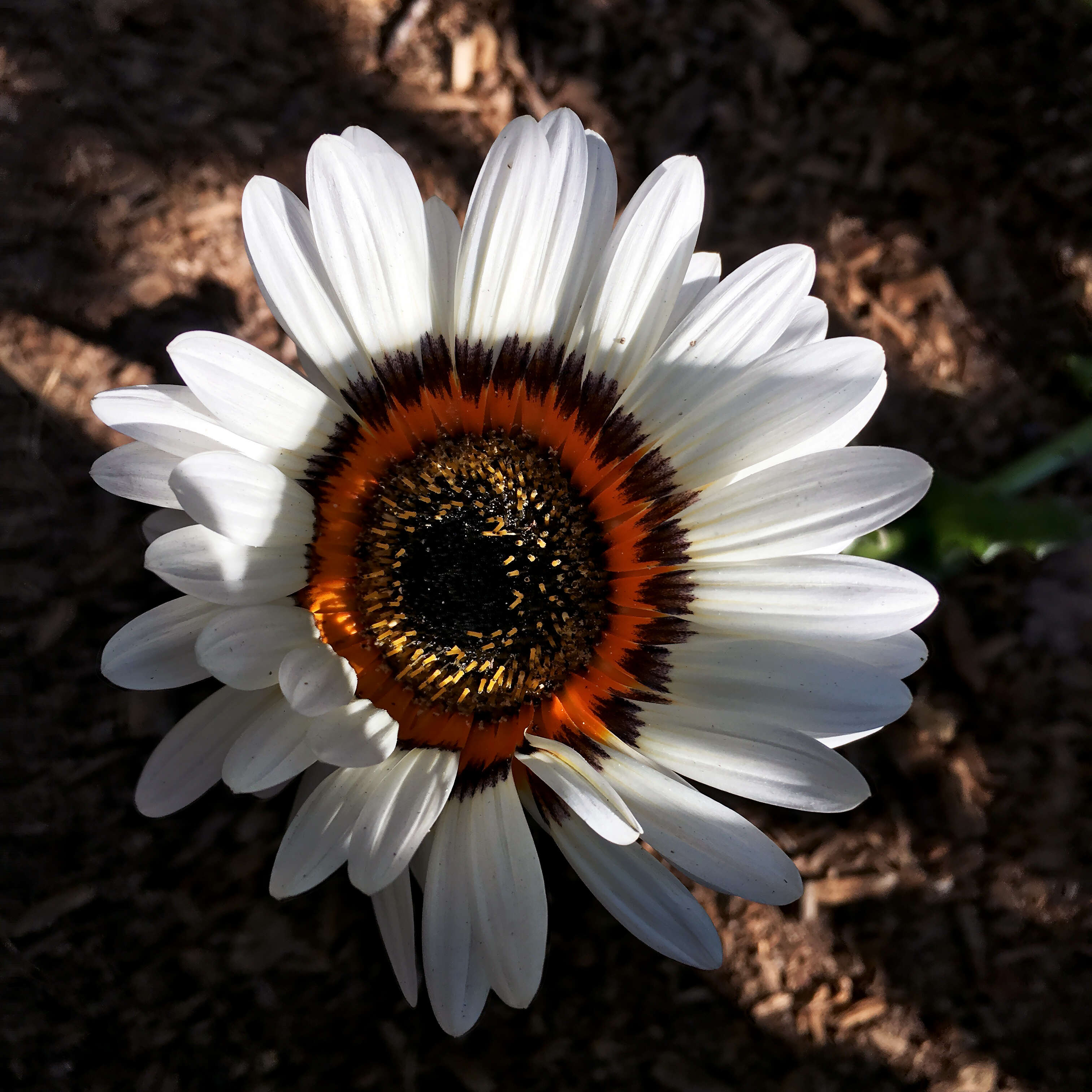 Image of Double Namaqua marigold