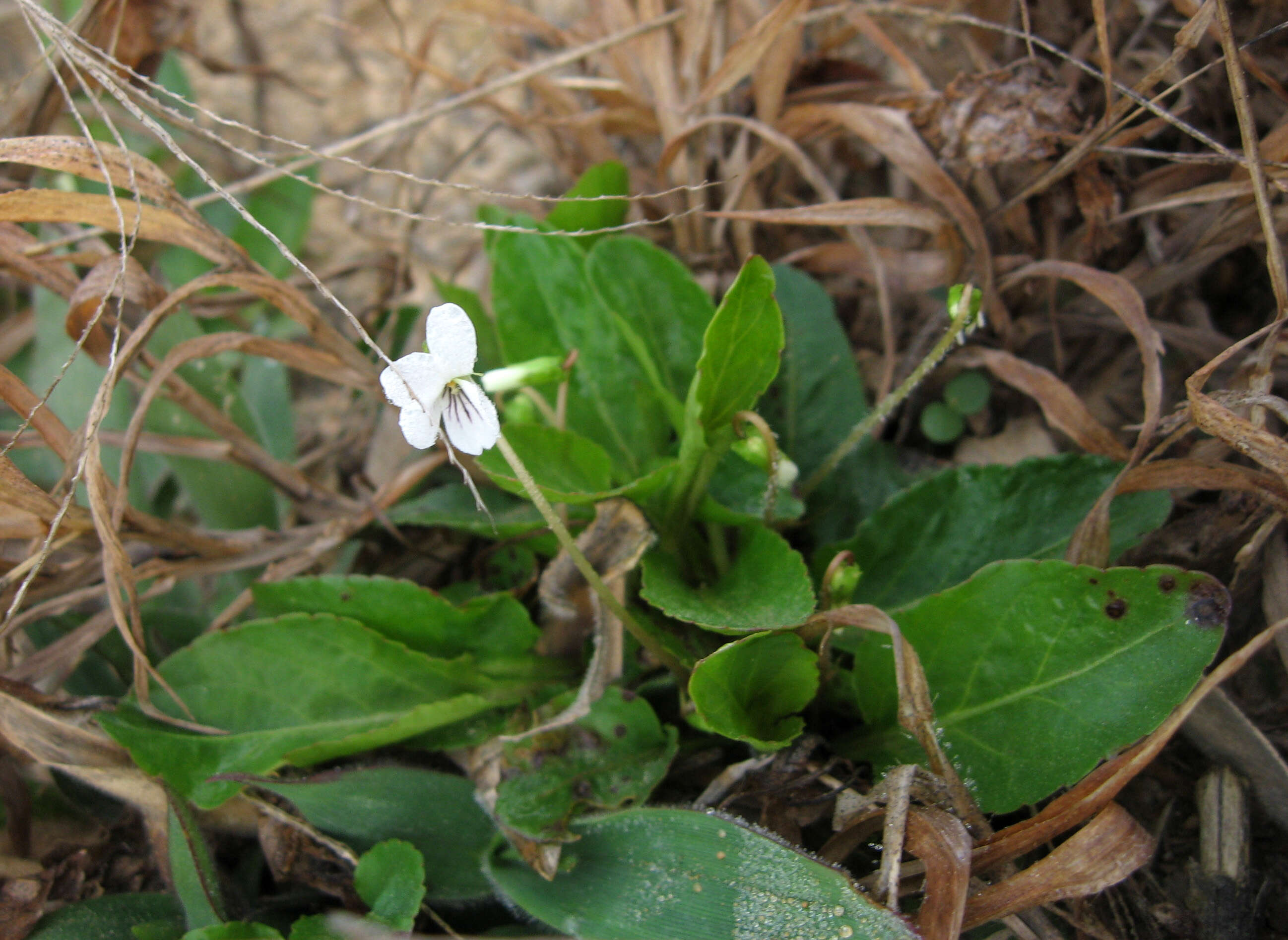 Image of Primrose leaved violet