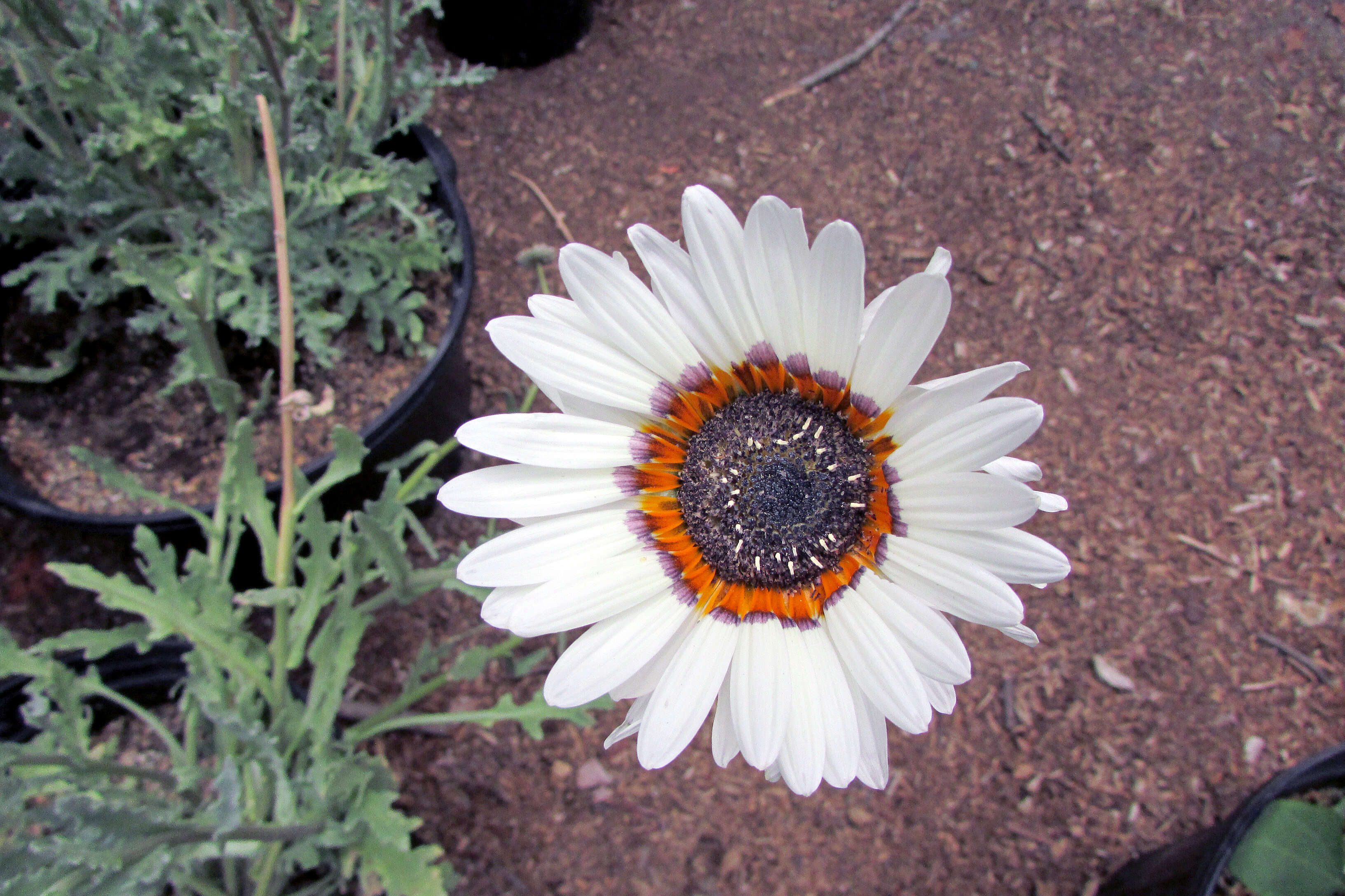 Image of Double Namaqua marigold