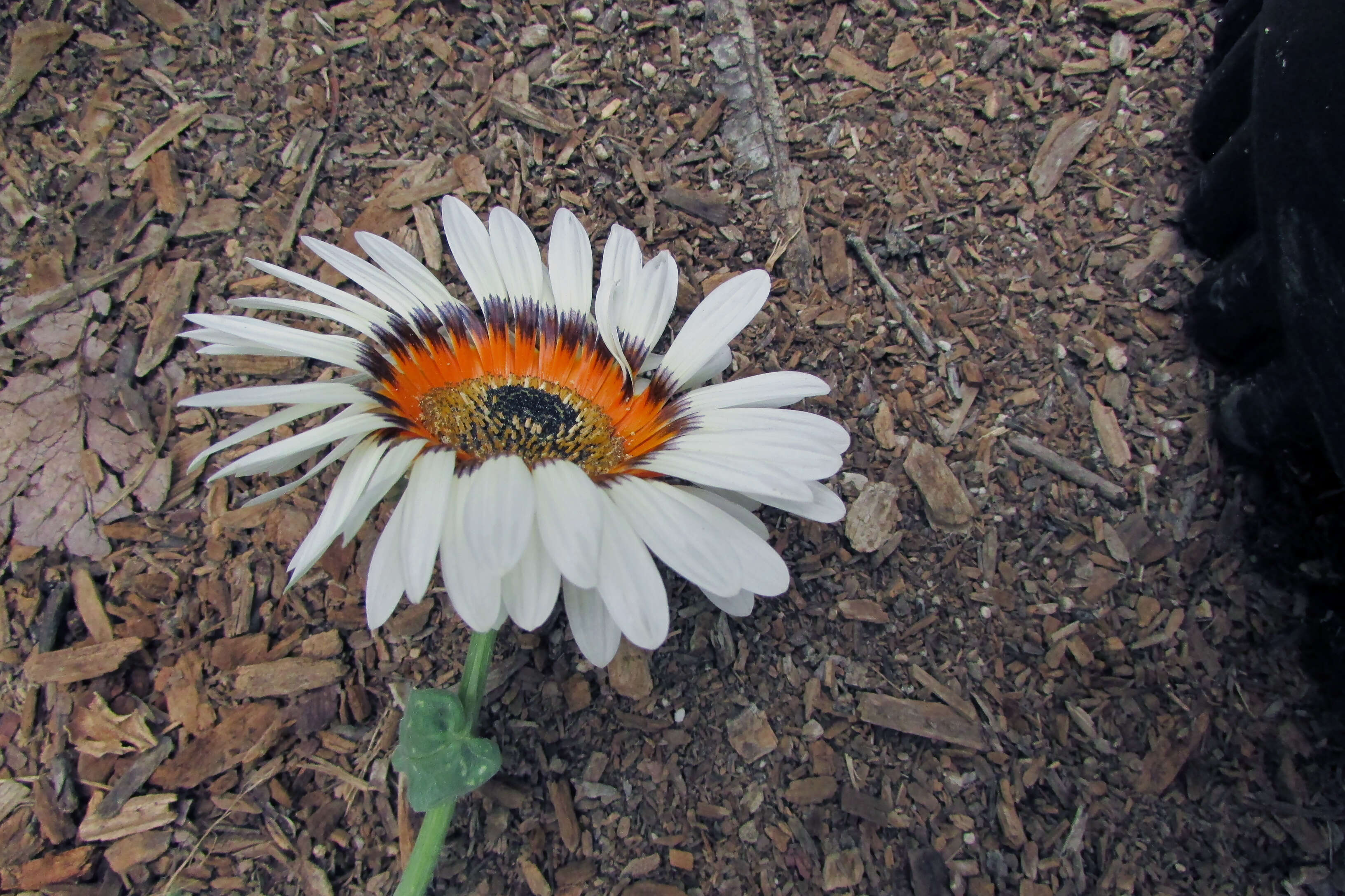 Image of Double Namaqua marigold