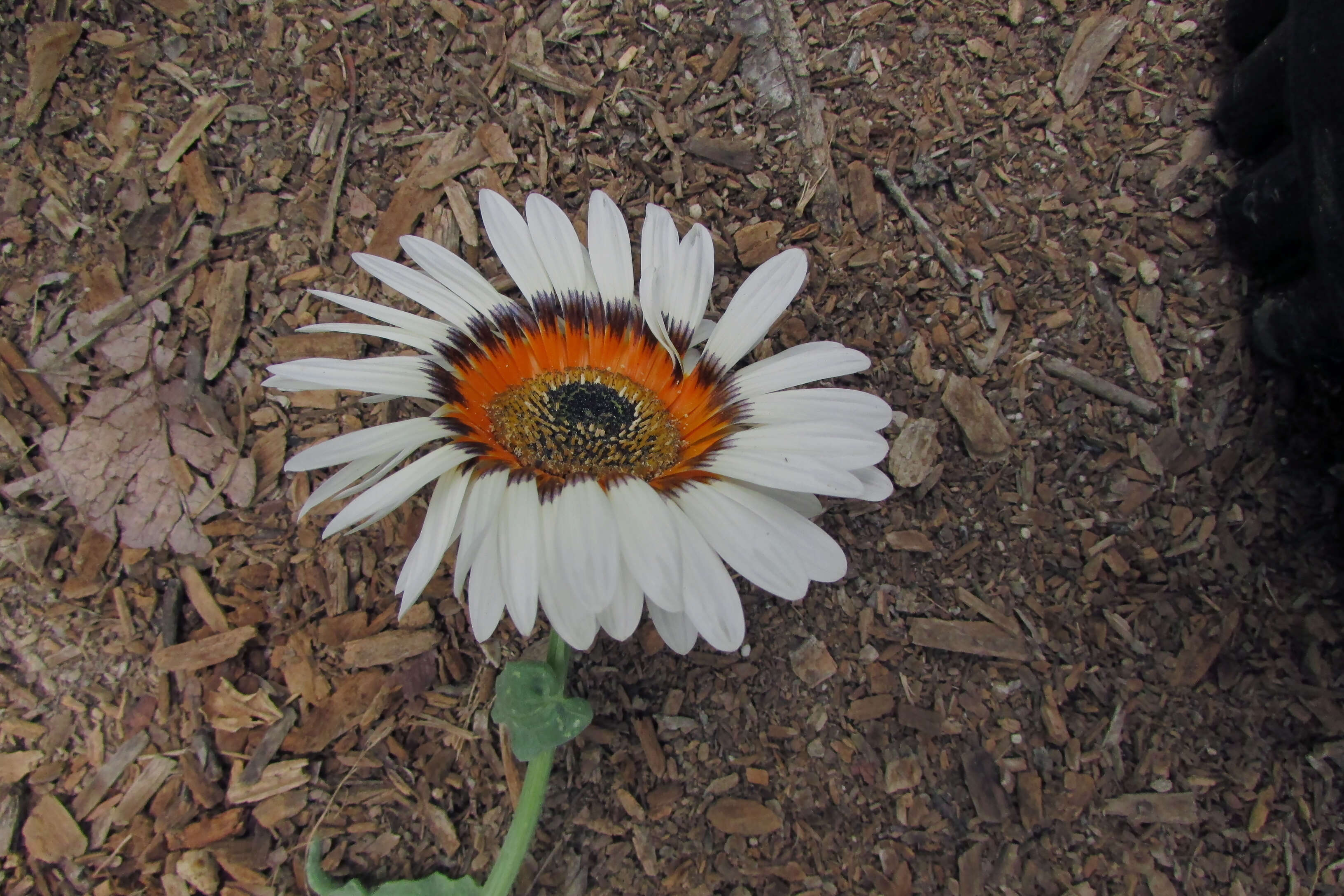 Image of Double Namaqua marigold