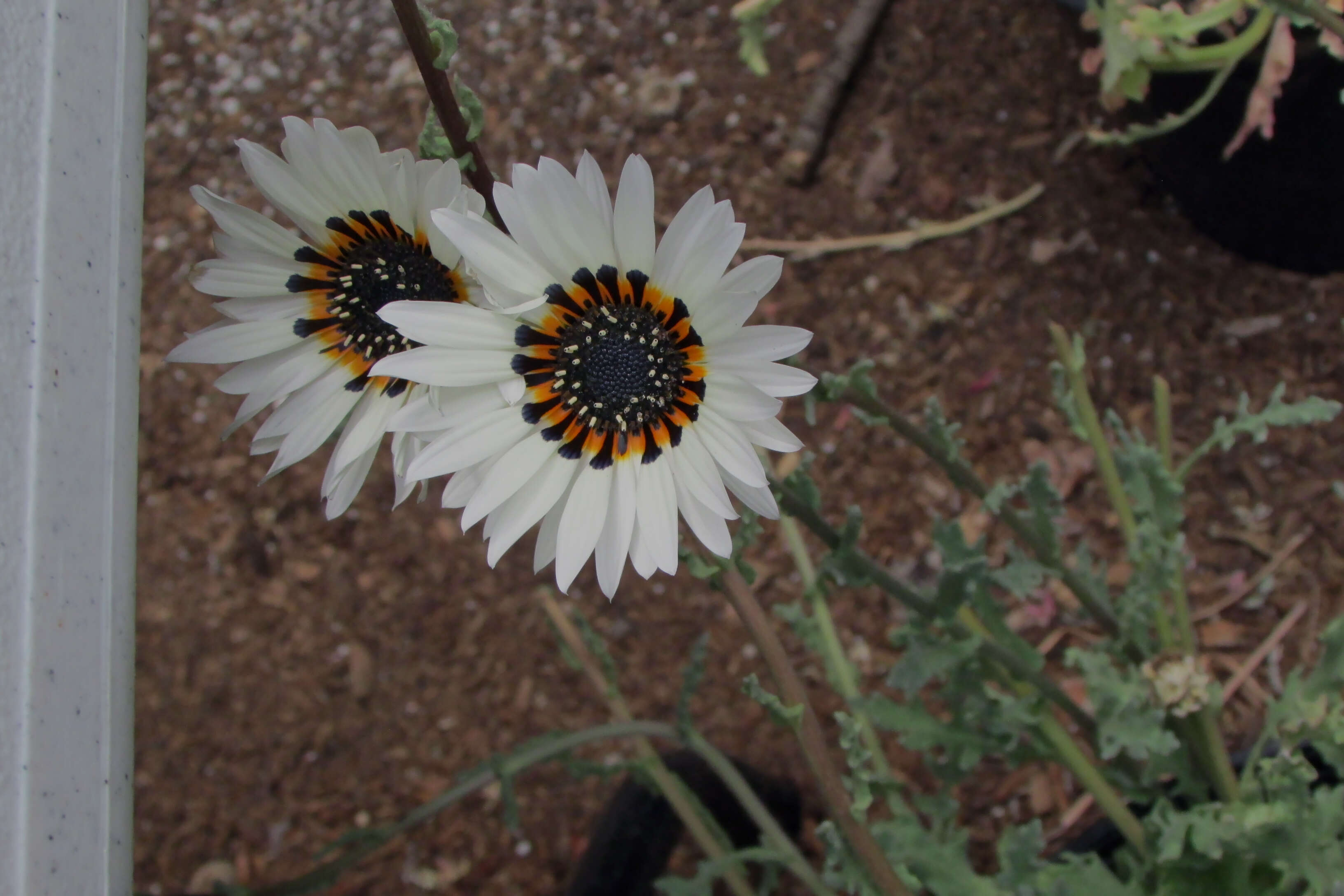 Image of Double Namaqua marigold