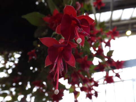 Image of Fuchsia corymbiflora Ruiz & Pav.