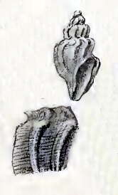 Image of Lorabela pelseneeri (Strebel 1908)