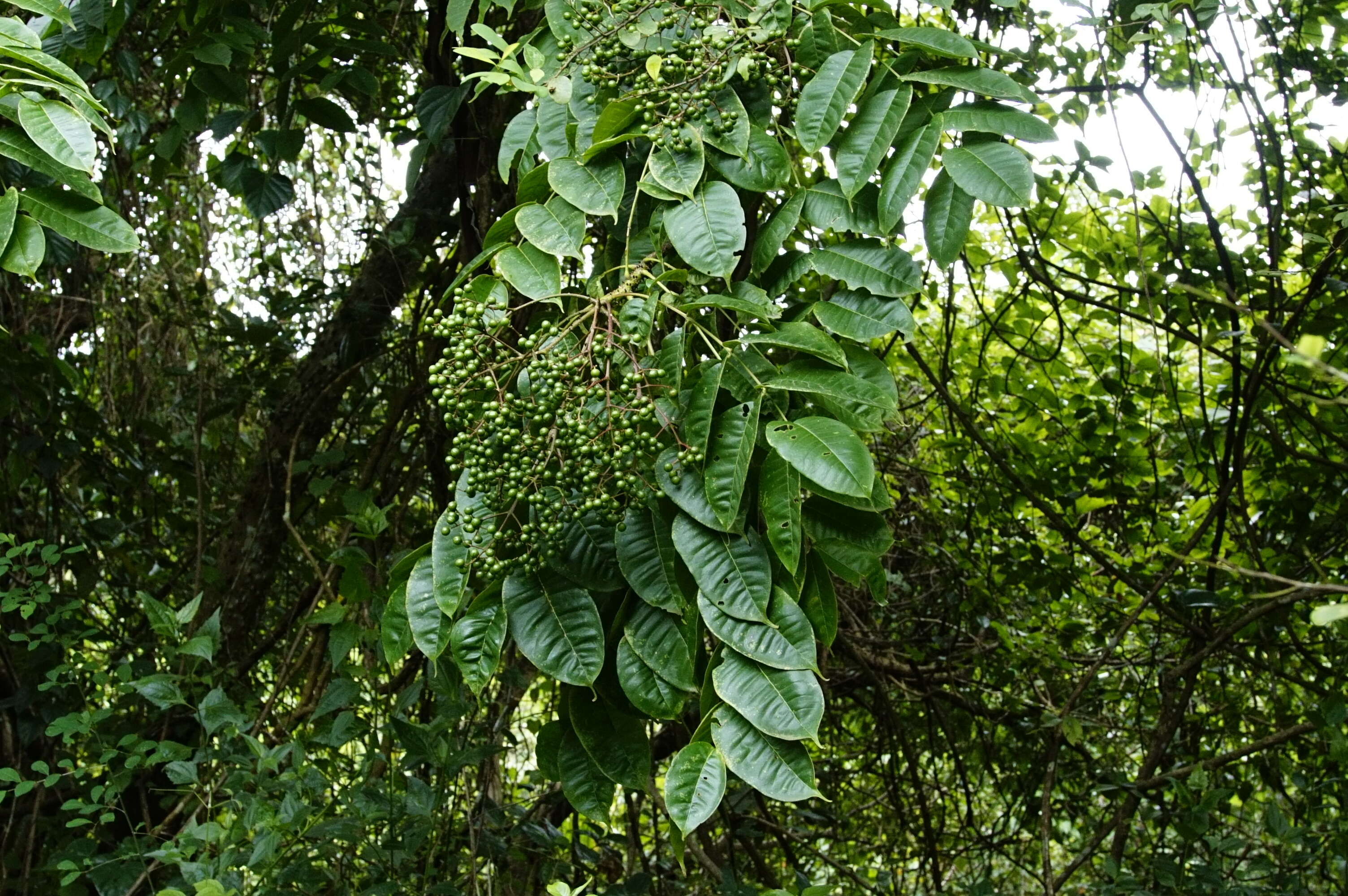 Image of Zanthoxylum rhetsa (Roxb.) DC.